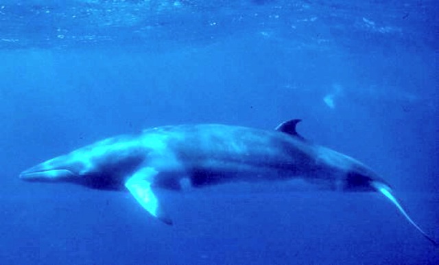 Minke_Whale