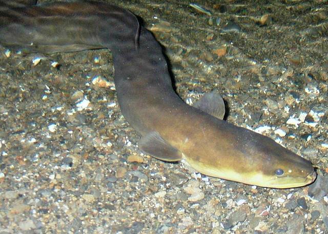 New_Zealand_Longfin_Eel