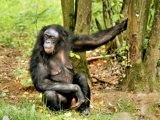 Pan_paniscus_(female)