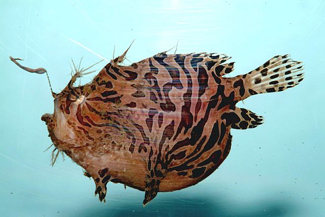 Striped anglerfish ( Antennarius striatus)