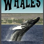 whales early reader book