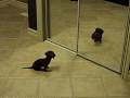 wiener vs mirror