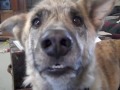 The ultimate dog video – Ultimate Dog Tease ultimate dog video