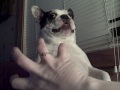 Boston terrier belly rub