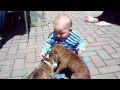 baby with boxer puppies
