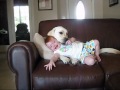 child and dog love