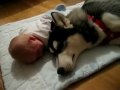 dog sings as baby cries