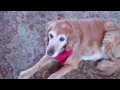 guilty dog