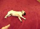 pug plays dead