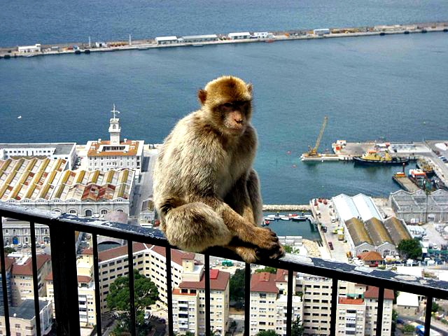 Barbary Macaque