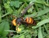 Japanese giant hornet