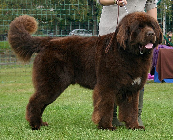 Top 10 Largest Dog Breeds in the World! Newfoundland during Dogs Show in Rybnik by Pleple2000 cc3.0