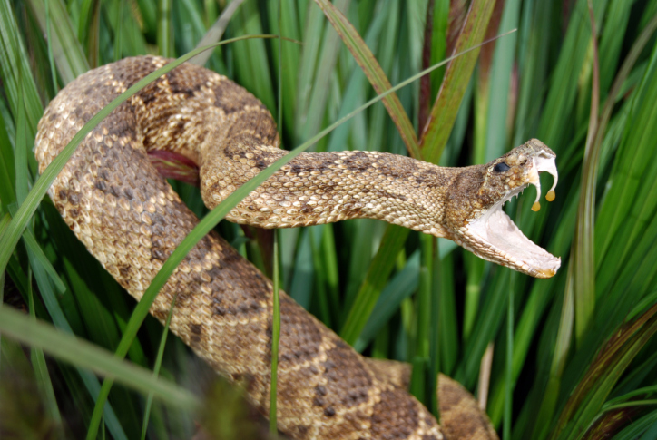 rattlesnake