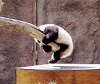 Baby Panda Holding on a Tree.