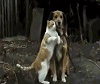 Cat Sympathizes with Dog.