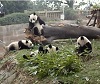 Panda Rolling on the Hill.