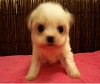 Puppy Shaking His Head. Puppy Shaking His Head.