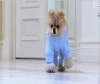 Puppy on the Loose.