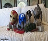 The Pug-vengers.