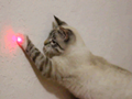 cat and laser
