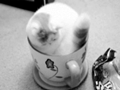 cat in a mug