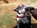 dog and a hose