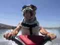 dog on jetski