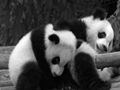 panda falling funny