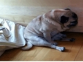cute sleepy pug