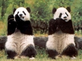 two pandas fluting