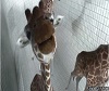 Giraffe Selfie