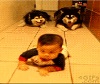 Huskies Crawling with Baby