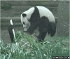 Panda Getting Owned by Another Panda. Panda Getting Owned by Another Panda.
