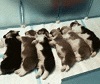 Puppies Startled. Puppies Startled.