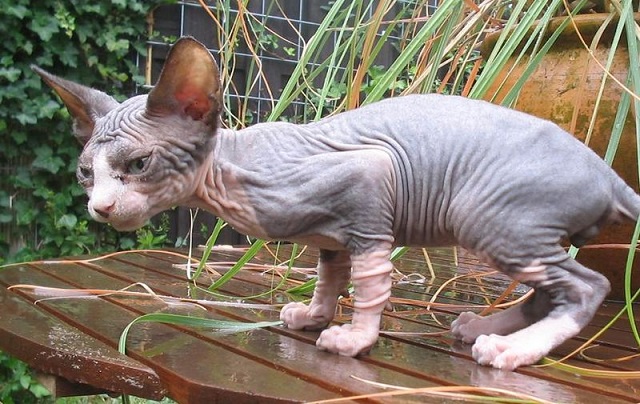 Sphynx kitten