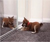 The Puppy and the Mirror.