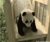 panda slide