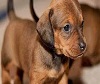 Baby animals