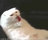 Cat Licks Lollipop.