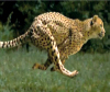 Cheetah