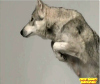 Animals in slow motion part 1 Dog slow motion