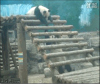 Panda fail