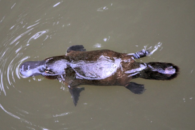 Platypus Facts — Questions Answered Platypus-Eungella