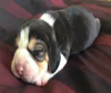 Puppy Sleep Woofing