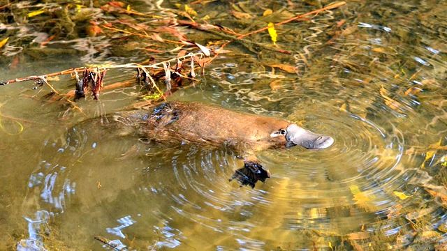 Wild Platypus