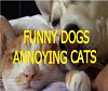 dogs annoying cats