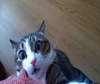 funny cats compilation