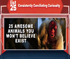25-awesome-bizarre-animals