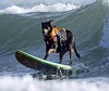 Amazing dog tricks!