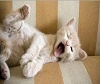 Cats and dogs wake up reactions